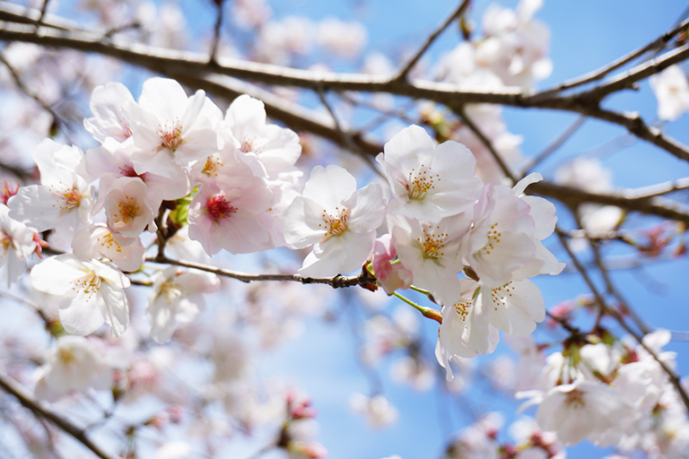 元号と桜