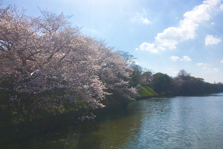 お花見の巻🌸