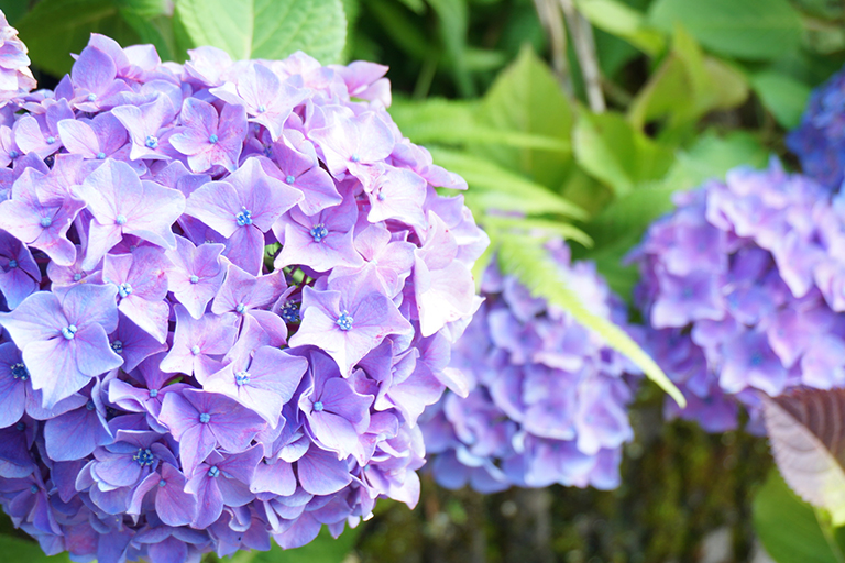 きれいな紫陽花にキュン