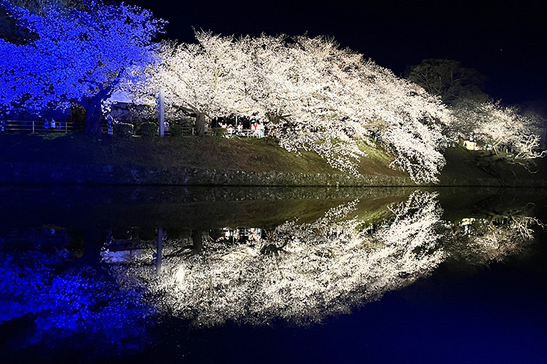 夜桜