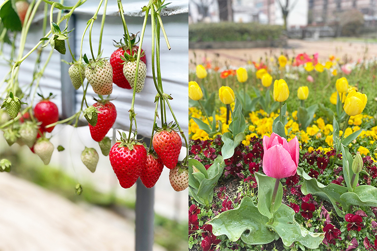 春のイベント～いちご狩り🍓～