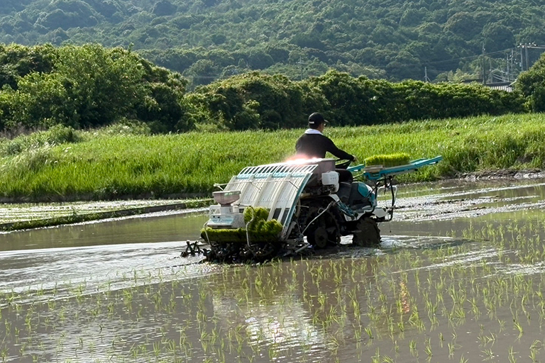 田植え
