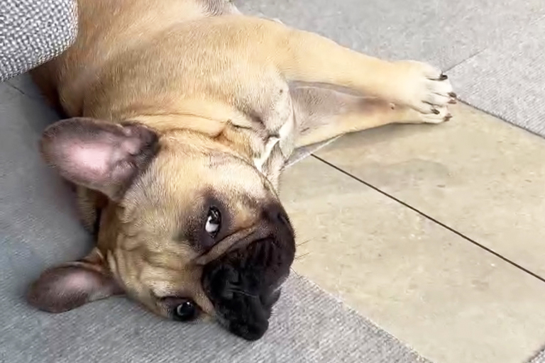 大型犬カフェ🐶